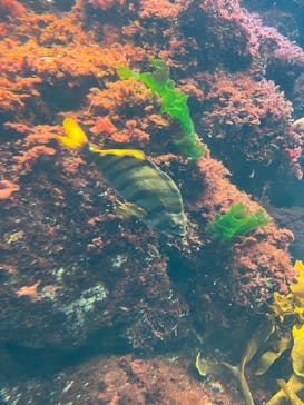 新江ノ島水族館に投稿された画像（2025/7/21）