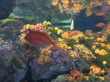 新江ノ島水族館に投稿された画像（2025/7/21）