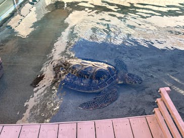 新江ノ島水族館に投稿された画像（2025/7/21）