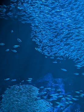 マリンワールド海の中道に投稿された画像（2025/7/21）