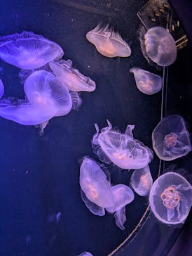 マリンワールド海の中道に投稿された画像（2025/7/21）