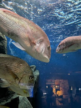 マリンワールド海の中道に投稿された画像（2025/7/21）