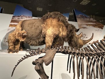 特別展「氷河期展 〜人類が見た4万年前の世界〜」（国立科学博物館）に投稿された画像（2025/7/21）