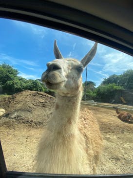 東北サファリパークに投稿された画像（2025/7/21）