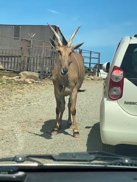 東北サファリパークに投稿された画像（2025/7/21）