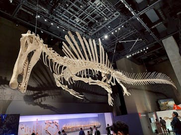 福井県立恐竜博物館に投稿された画像（2025/7/22）