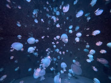 京都水族館に投稿された画像（2025/7/22）