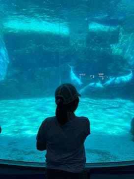 名古屋港水族館に投稿された画像（2025/7/22）
