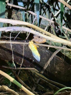 SUNSHINE MARIN 宮古島に投稿された画像（2025/7/22）