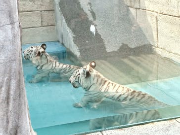 東武動物公園に投稿された画像（2025/7/22）