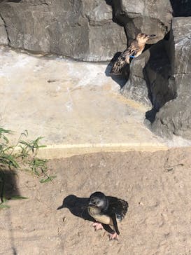 葛西臨海水族園に投稿された画像（2025/7/22）