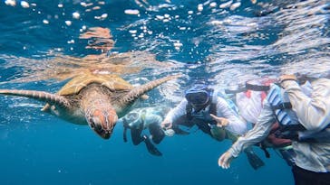 SHISHI石垣島（シシイシガキジマ）に投稿された画像（2025/7/22）