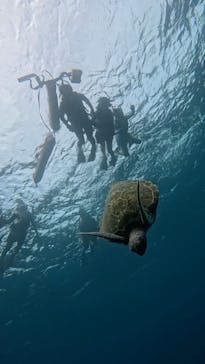 SHISHI石垣島（シシイシガキジマ）に投稿された画像（2025/7/22）