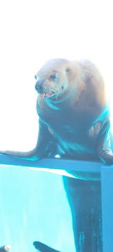 伊豆・三津シーパラダイスに投稿された画像（2025/7/22）