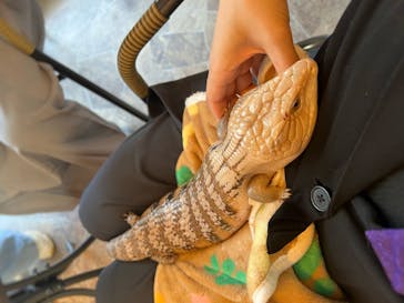 アニマルカフェフレカ　福島店に投稿された画像（2025/7/22）