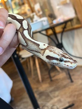 アニマルカフェフレカ　福島店に投稿された画像（2025/7/22）