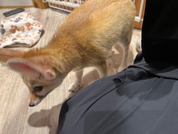 アニマルカフェフレカ　福島店に投稿された画像（2025/7/22）