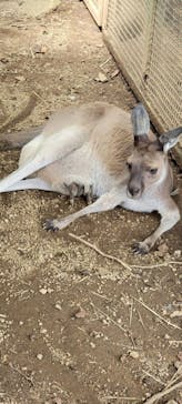 伊豆シャボテン動物公園に投稿された画像（2025/7/22）