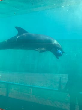 鳥羽湾めぐりとイルカ島に投稿された画像（2025/7/22）