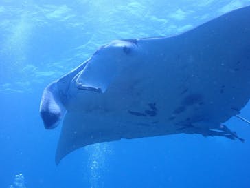 ダイブハウスマンタ石垣島に投稿された画像（2025/7/22）