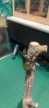 体感するファーブル昆虫展in横浜赤レンガ倉庫に投稿された画像（2025/7/22）