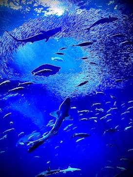 アクアワールド茨城県大洗水族館に投稿された画像（2025/7/22）