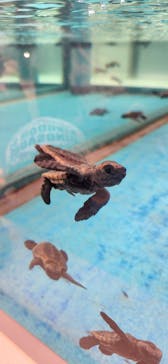 名古屋港水族館に投稿された画像（2025/7/22）