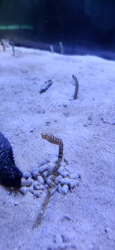 名古屋港水族館に投稿された画像（2025/7/22）