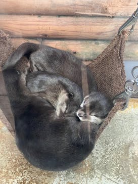 伊豆・三津シーパラダイスに投稿された画像（2025/7/22）