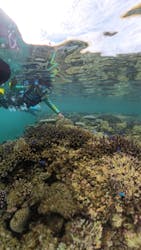 LOUTRE ISHIGAKIに投稿された画像（2025/7/22）