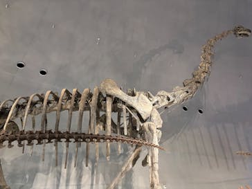 福井県立恐竜博物館に投稿された画像（2025/7/23）