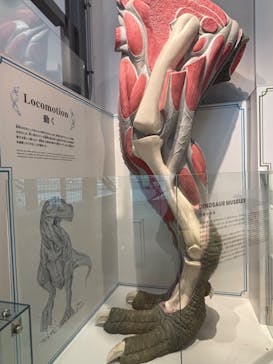 福井県立恐竜博物館に投稿された画像（2025/7/23）