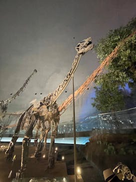 福井県立恐竜博物館に投稿された画像（2025/7/23）