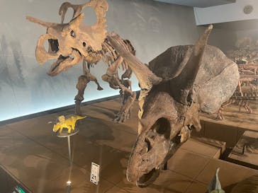 福井県立恐竜博物館に投稿された画像（2025/7/23）