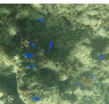 武藤潜水に投稿された画像（2025/7/23）