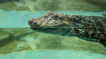 熱川バナナワニ園に投稿された画像（2025/7/23）