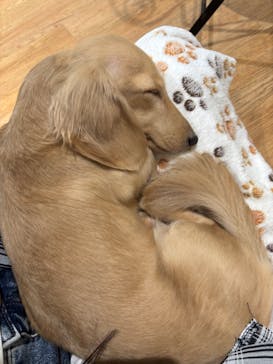 いぬカフェRio 新宿店に投稿された画像（2025/7/23）