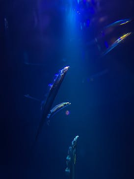 大分マリーンパレス水族館 「うみたまご」に投稿された画像（2025/7/23）