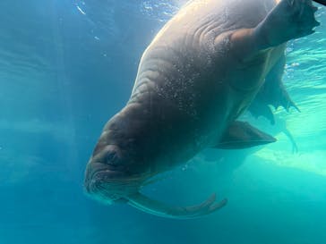大分マリーンパレス水族館 「うみたまご」に投稿された画像（2025/7/23）