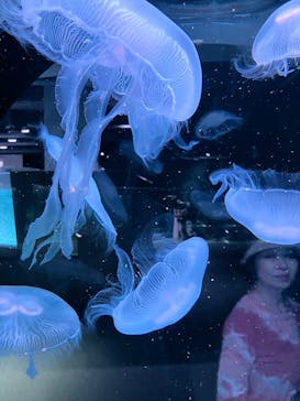 AOAO SAPPOROに投稿された画像（2025/7/23）