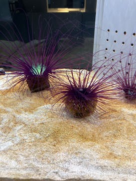 AOAO SAPPOROに投稿された画像（2025/7/23）