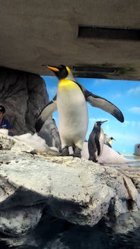 鴨川シーワールドに投稿された画像（2025/7/23）