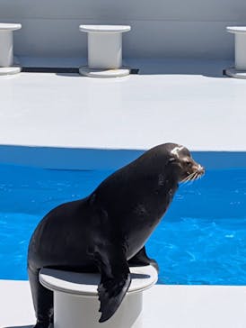 鴨川シーワールドに投稿された画像（2025/7/23）