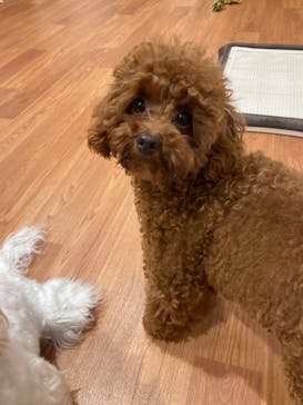 いぬカフェRio 下北沢店に投稿された画像（2025/7/23）