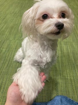 いぬカフェRio 下北沢店に投稿された画像（2025/7/23）