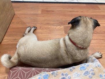 いぬカフェRio 下北沢店に投稿された画像（2025/7/23）