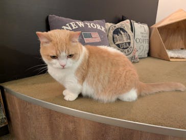 猫カフェモカ　池袋東口店に投稿された画像（2025/7/23）