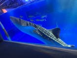 のとじま水族館に投稿された画像（2025/7/23）