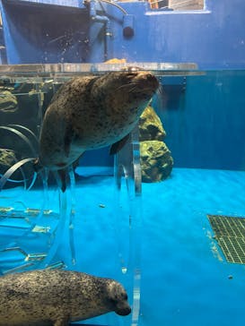 のとじま水族館に投稿された画像（2025/7/23）