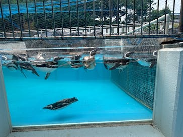 のとじま水族館に投稿された画像（2025/7/23）